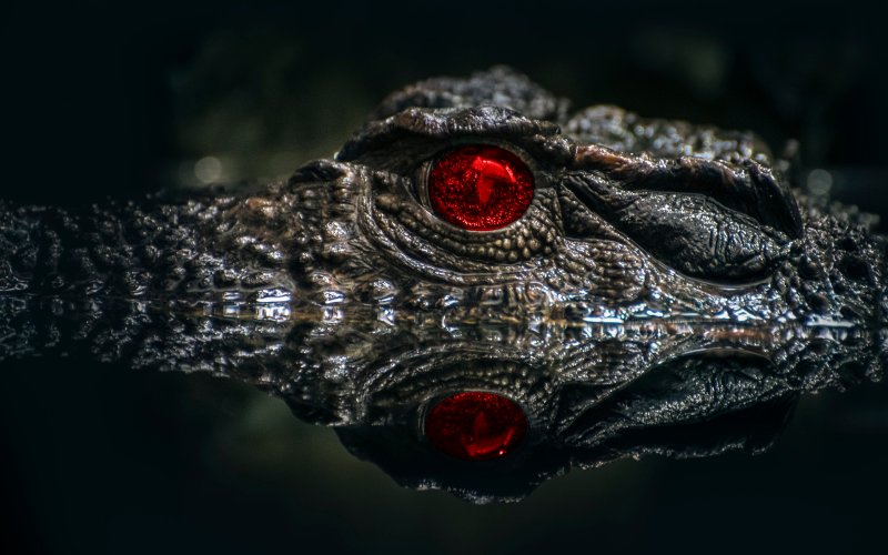 Черный Кайман крокодил