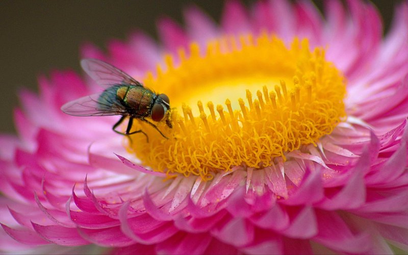 Макросъемка насекомых