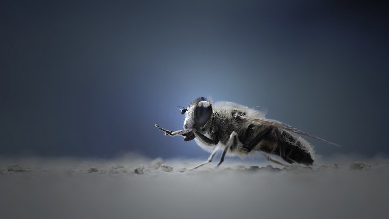 Обои Муха
