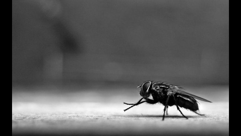 Насекомые черно белые