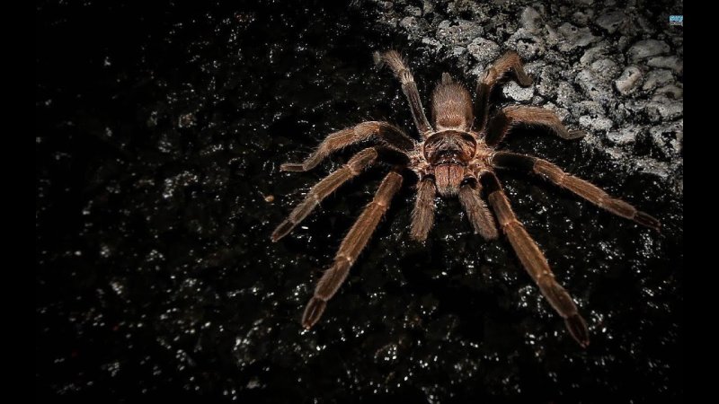 Паук птицеед черный