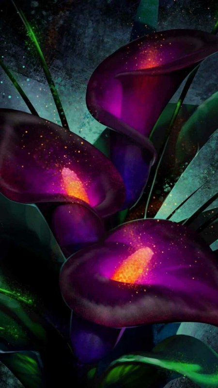 Калла перпл Харт