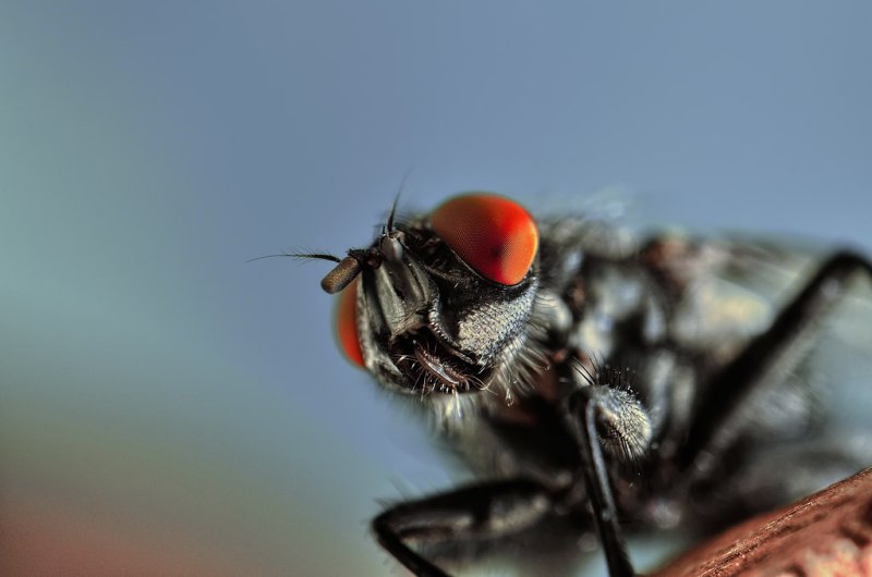 Муха в хорошем качестве