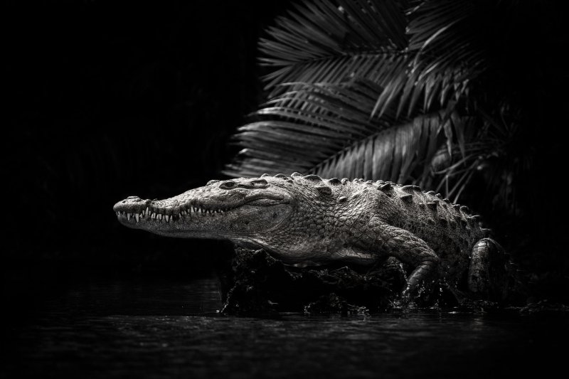 Крокодил HD