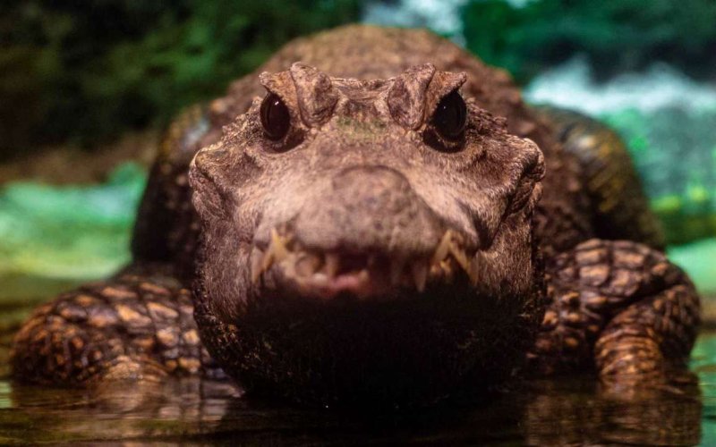 Американский Аллигатор