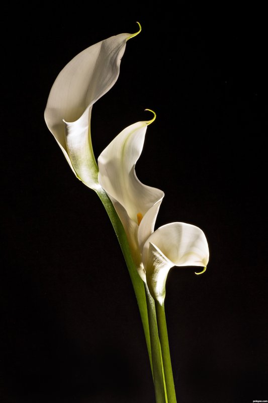 Калла эфиопская белая