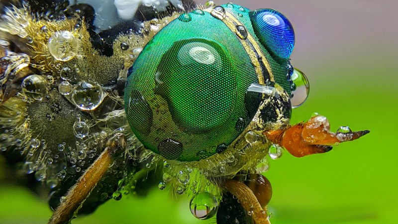 Муха навозница