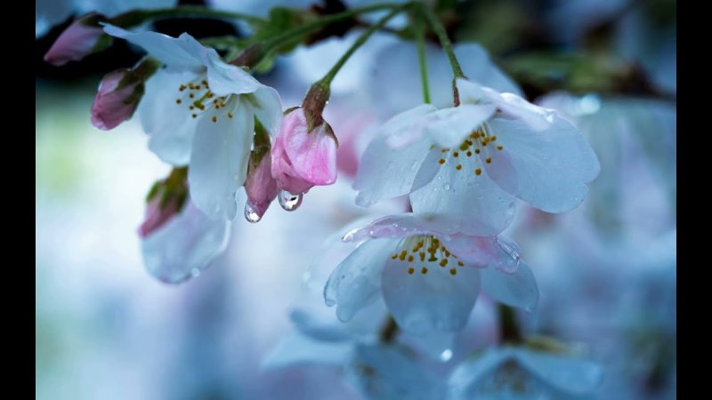 Весенняя природа