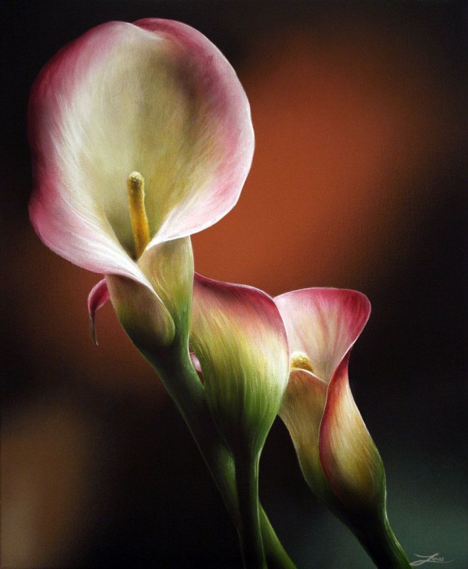 Калла Вермеер