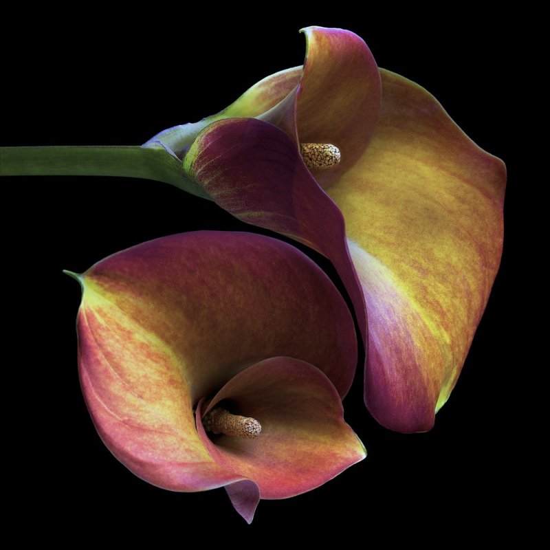 Калла грейп вельвет