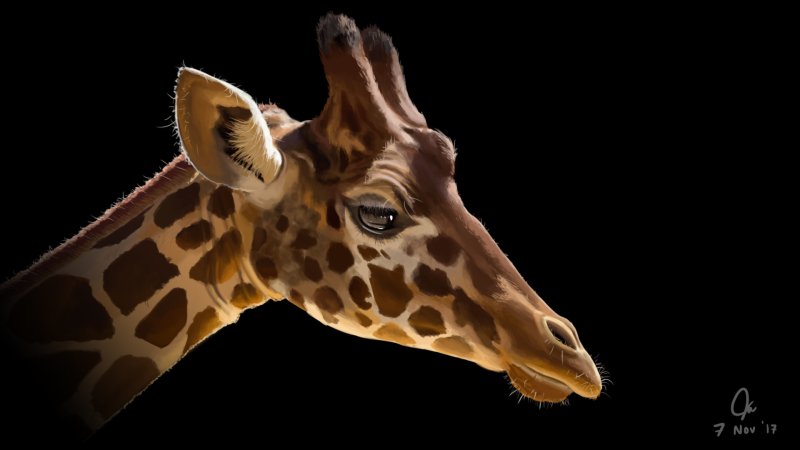 Картинки на рабочий стол Жираф