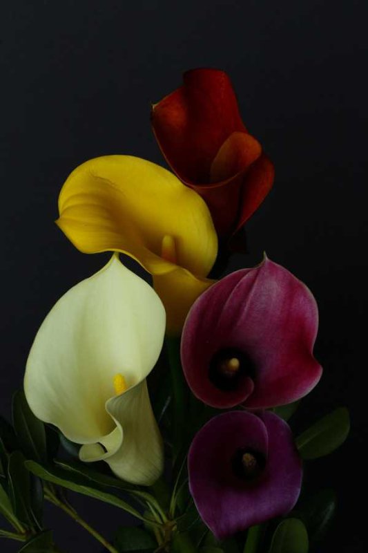 Каллы цветы каллы