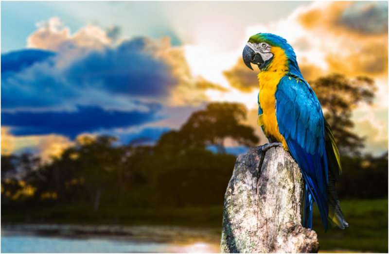 Попугай ара зеленокрылый