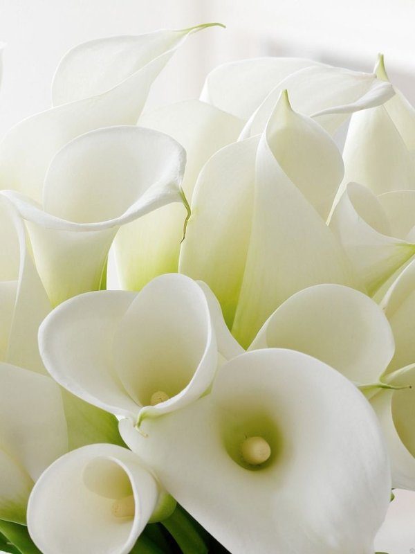 Цветы белые каллы