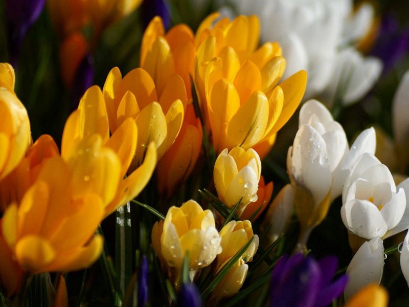 Красивые весенние цветы