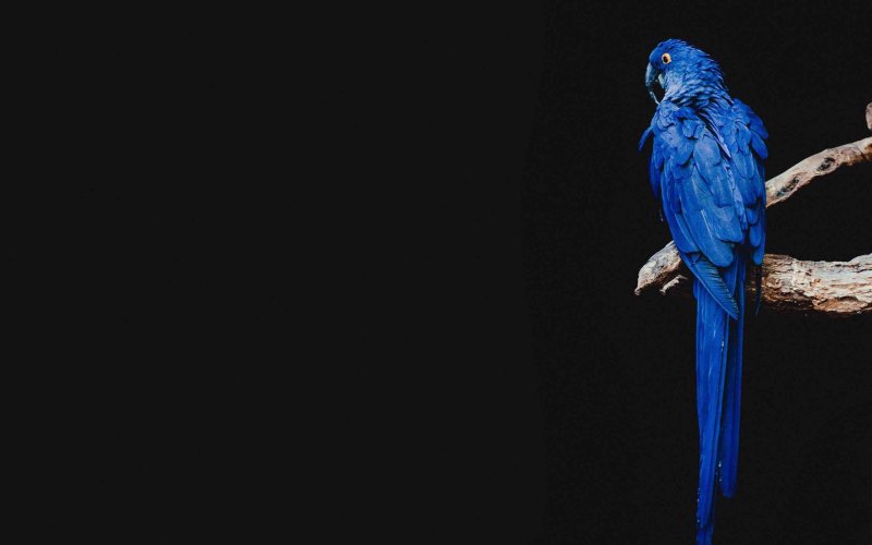 Попугай ара гиацинтовый