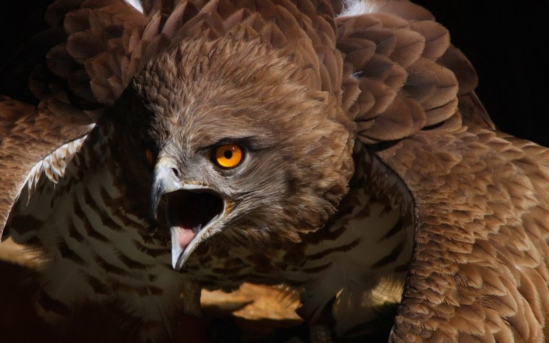 Беркут Сапсан Халзан