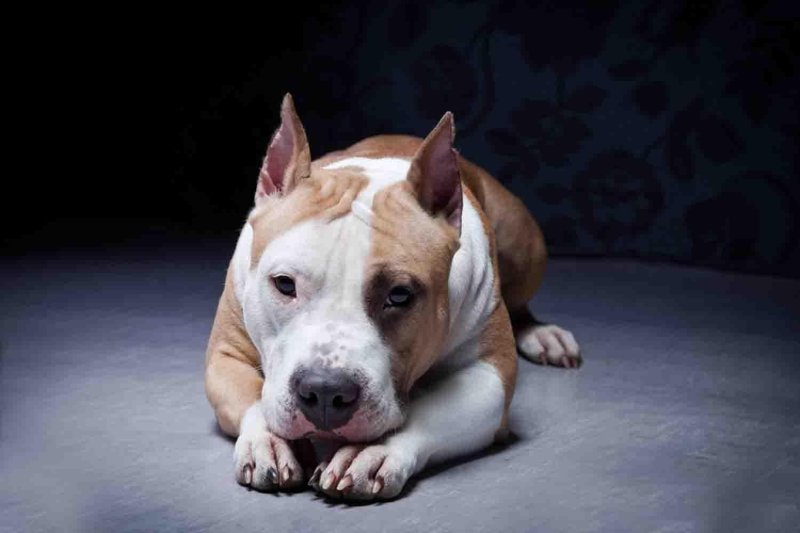 Стаффордширский терьер амстафф