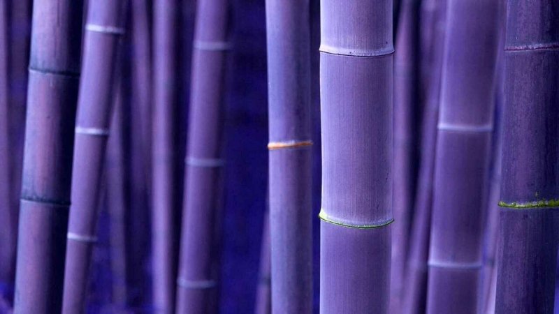 Оксфорд бамбук