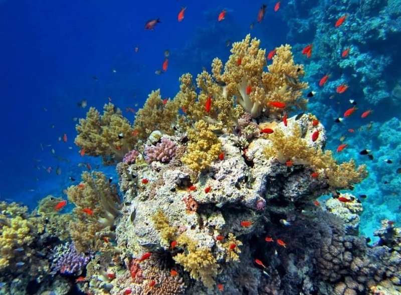 Коралловый риф рас Мухаммед