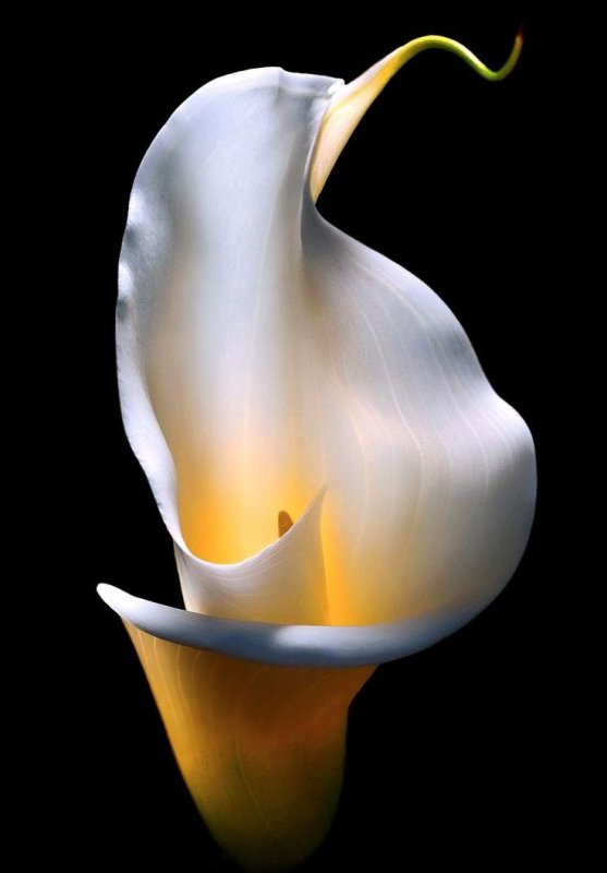 Zantedeschia aethiopica