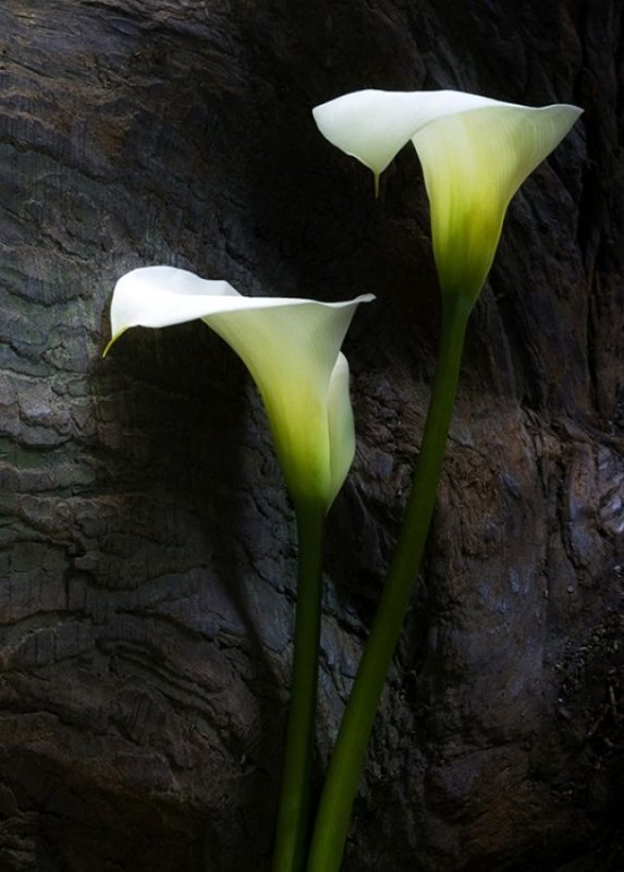 Калла Монте Карло