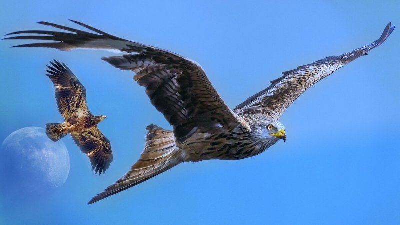 Птица в полете