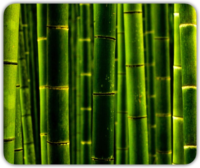 Хвощ тростниковый бамбук