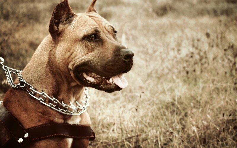 Амстафф и питбуль