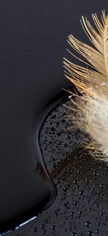 Заставка на телефон перья
