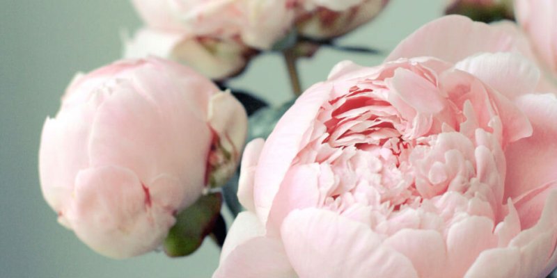 Нюдовые пионы