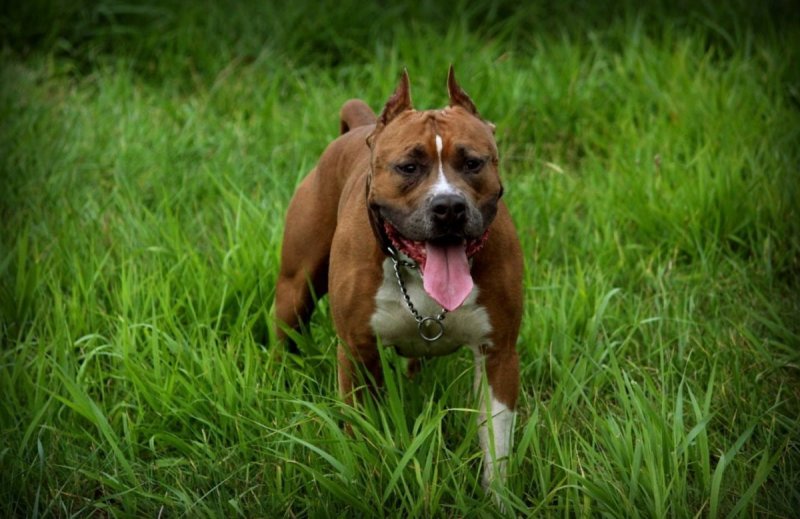 Ам стаффордширский терьер