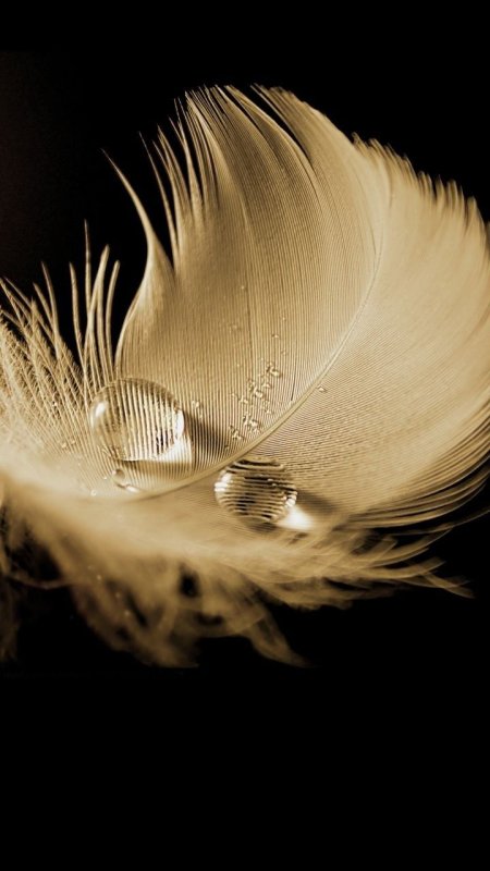 Красивое перо