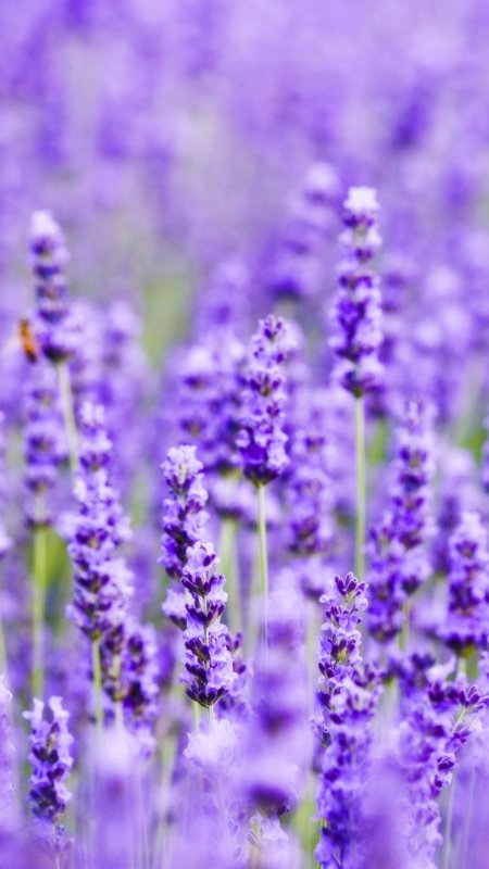 Лаванда вертикальные