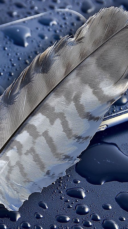 Фотообои перо