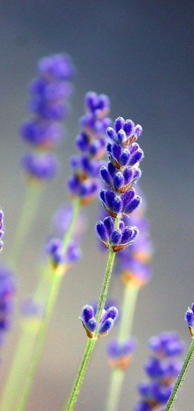 Лаванда цветок