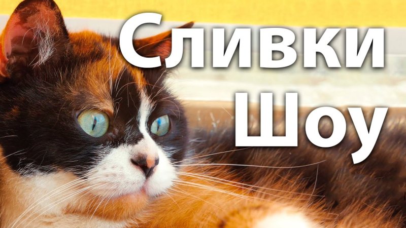 Шоу сливки шоу