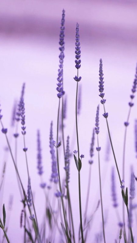 Лаванда Lavender aesthetic