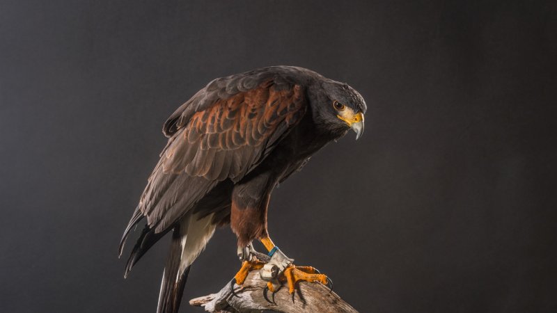 Орел Сокол ястреб