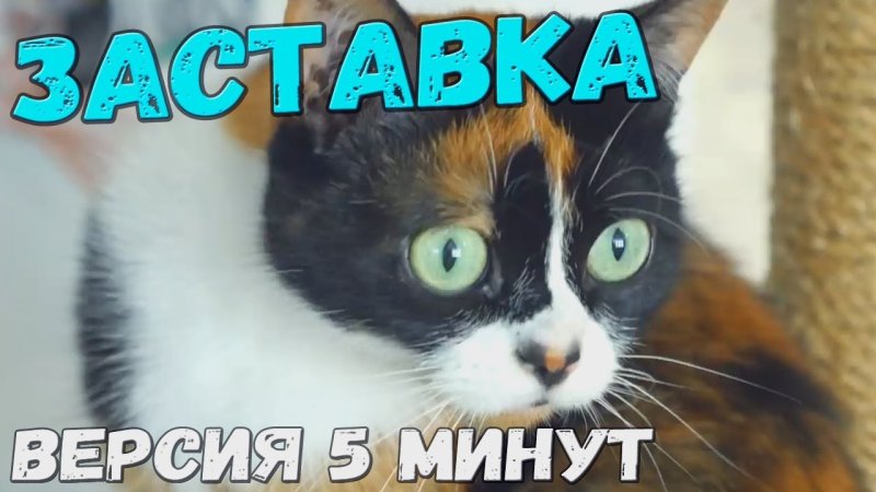 Заставка сливки шоу