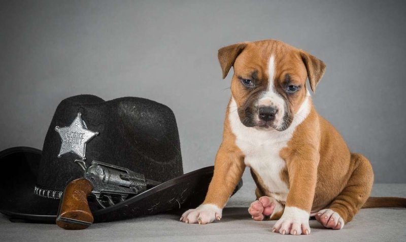 Американский стаффордширский терьер щенок