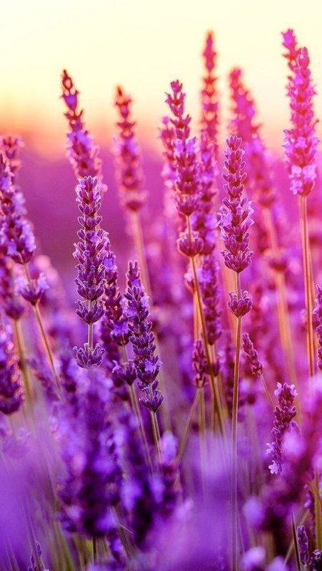 Фиолетовые цветы