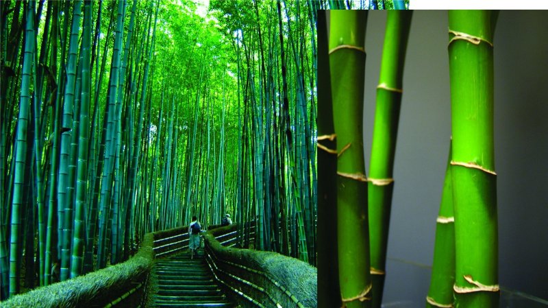 Бамбуковый лес Южная Корея
