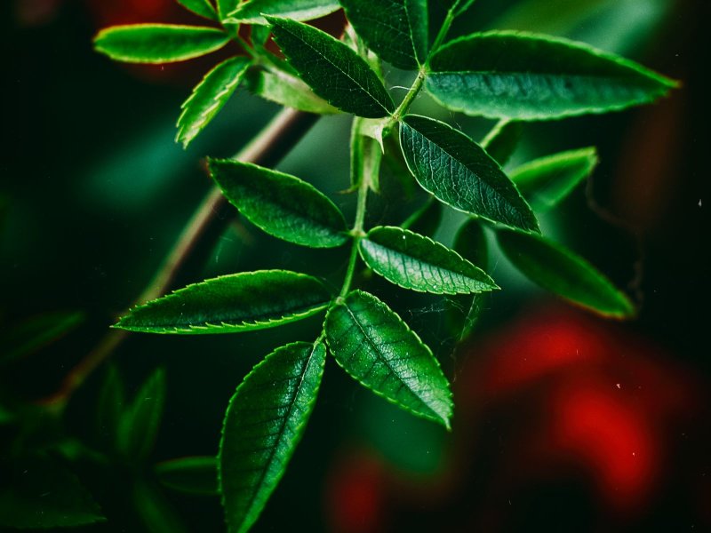 Заставка зеленые листья