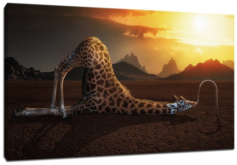 Обои на рабочий стол Жираф