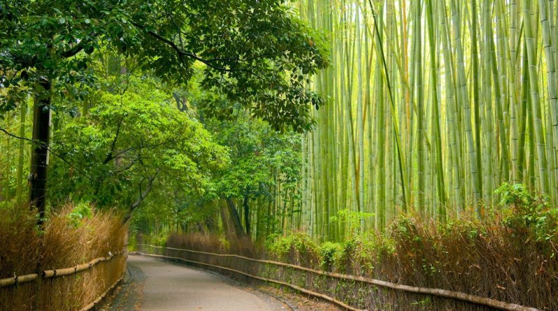 Бамбуковый лес Сагано