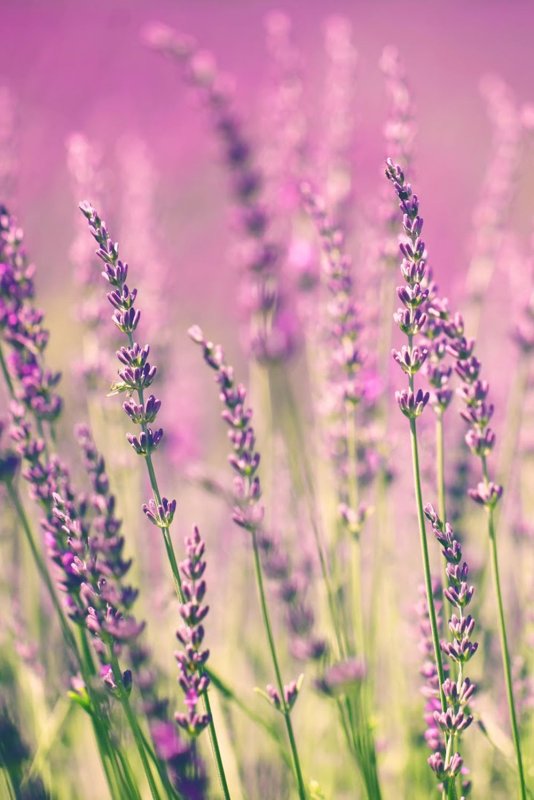 Лаванда шалфей Вереск