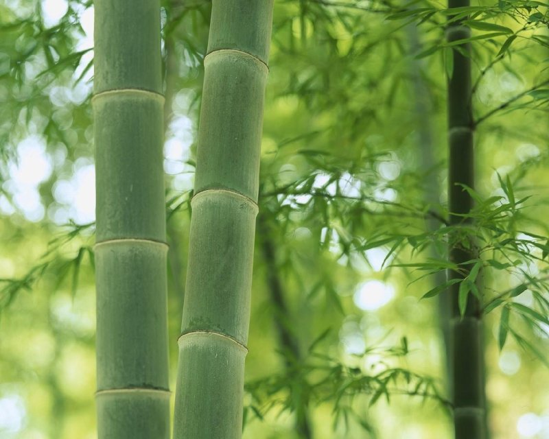 Уссурийский бамбук