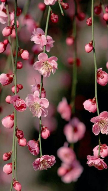 Маленькие розовые цветы