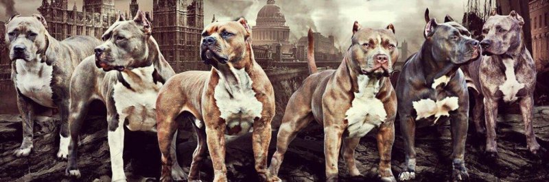 Стая питбулей